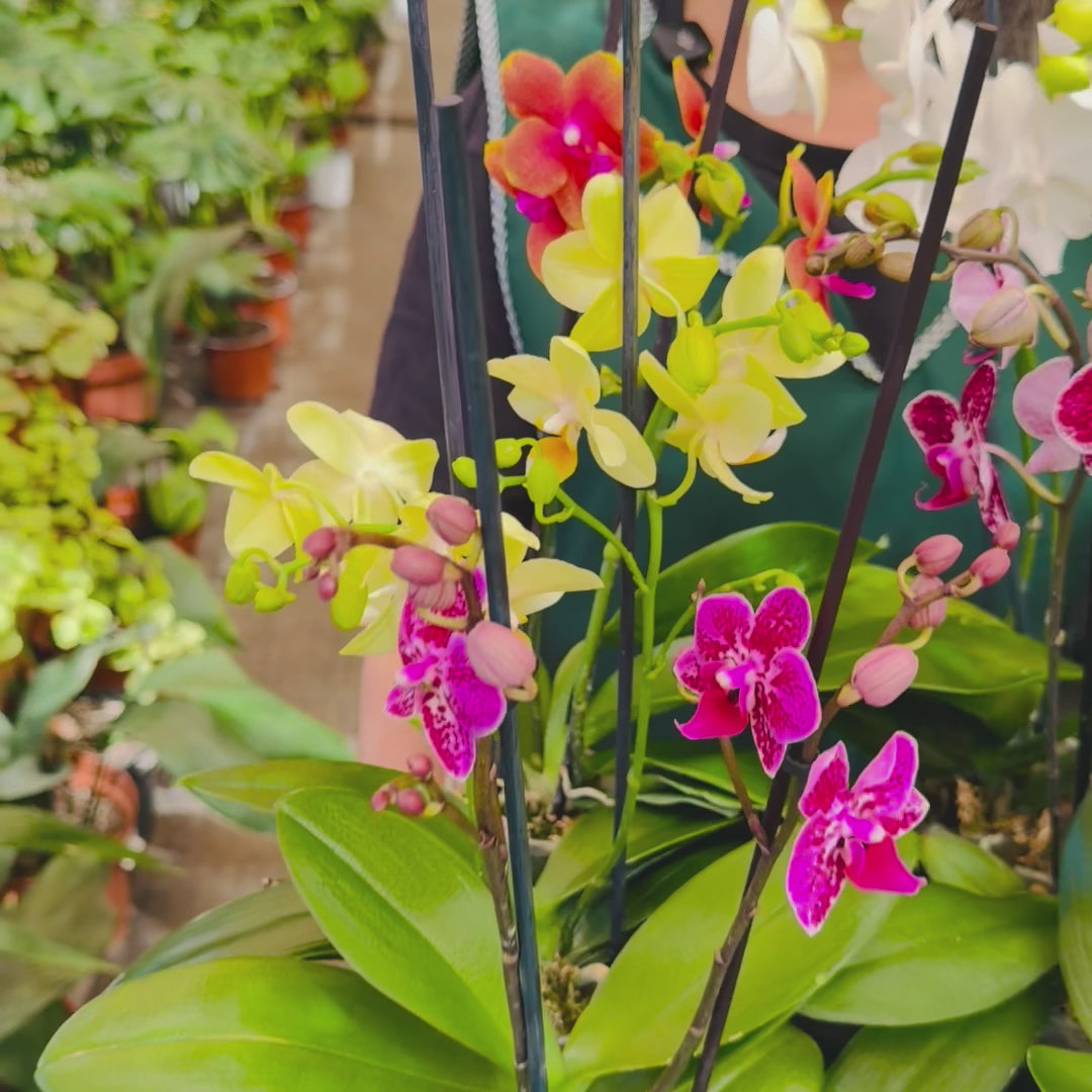 Vivero Mis Tesoros C Gloria