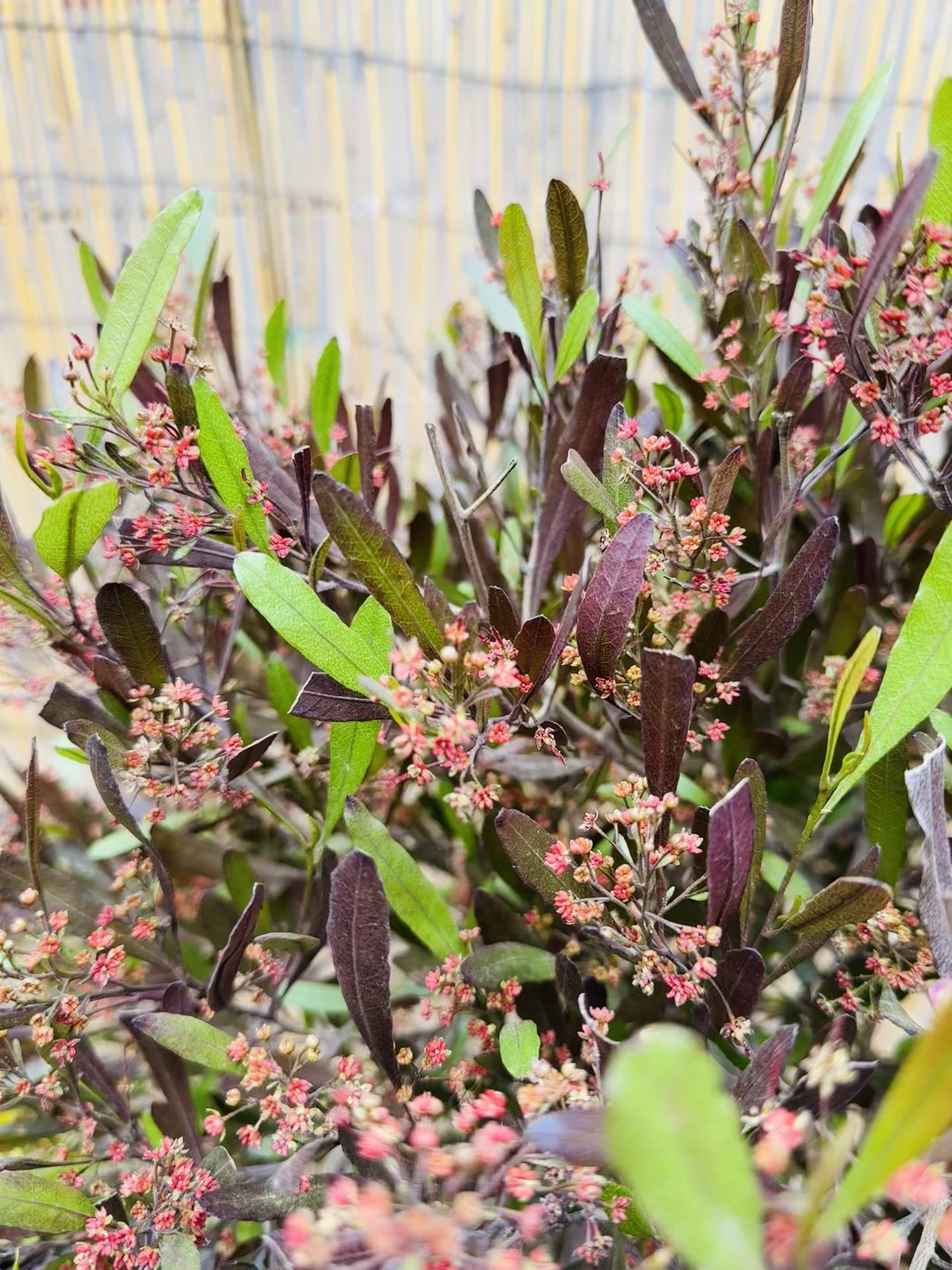 Vivero Mis Tesoros C Gloria