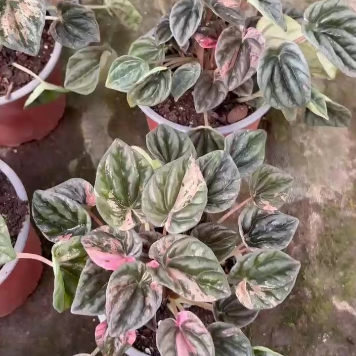 Vivero Mis Tesoros C Gloria