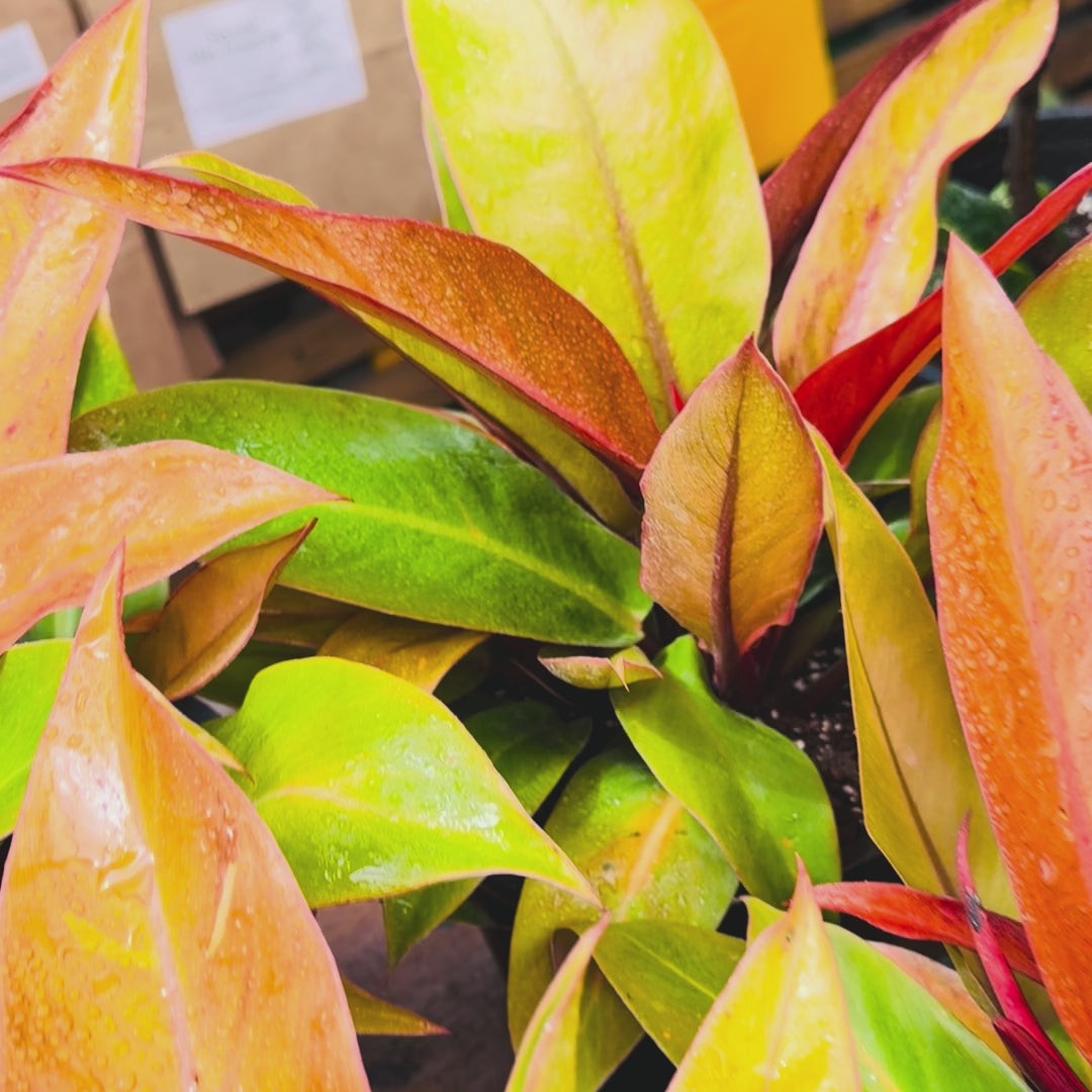 Vivero Mis Tesoros C Gloria