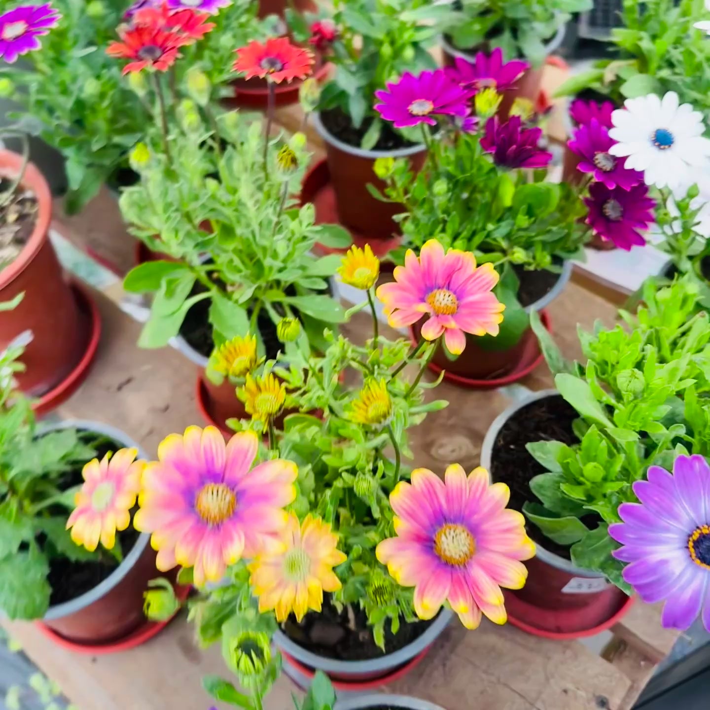 Vivero Mis Tesoros C Gloria