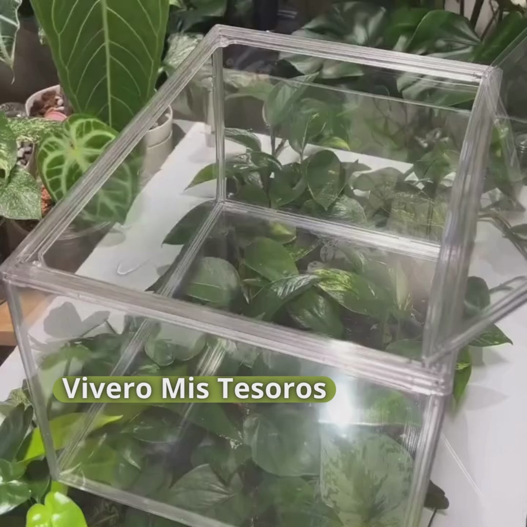 Vivero Mis Tesoros C Gloria