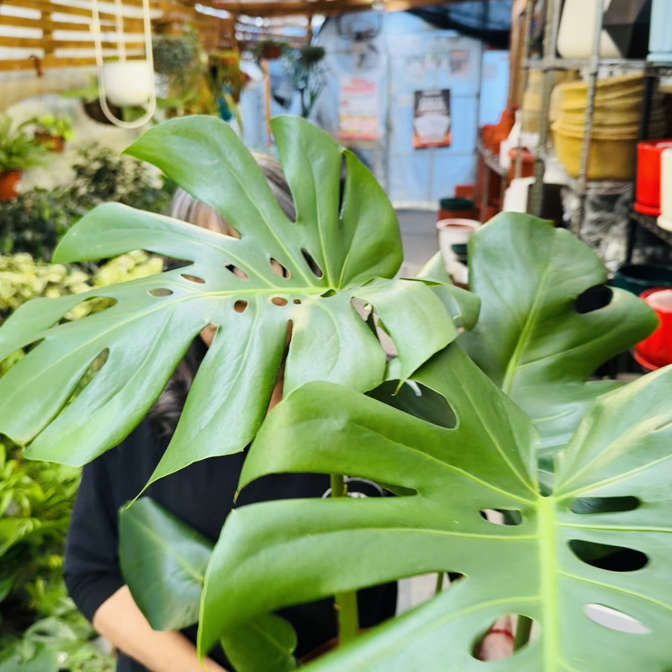 Vivero Mis Tesoros C Gloria