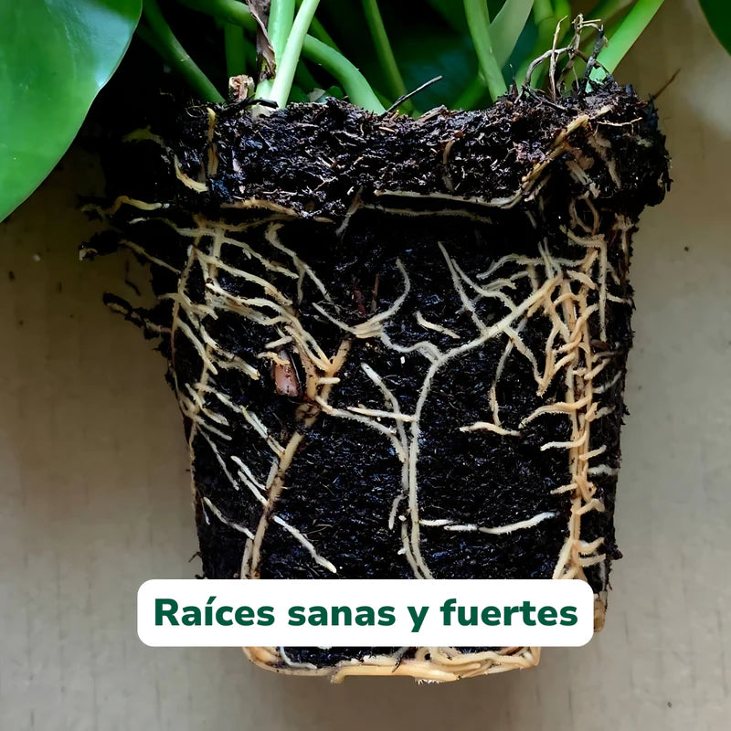 Vivero Mis Tesoros C Gloria