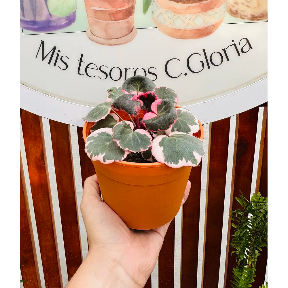 Saxifraga Pink Variegada