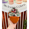 Saxifraga Pink Variegada