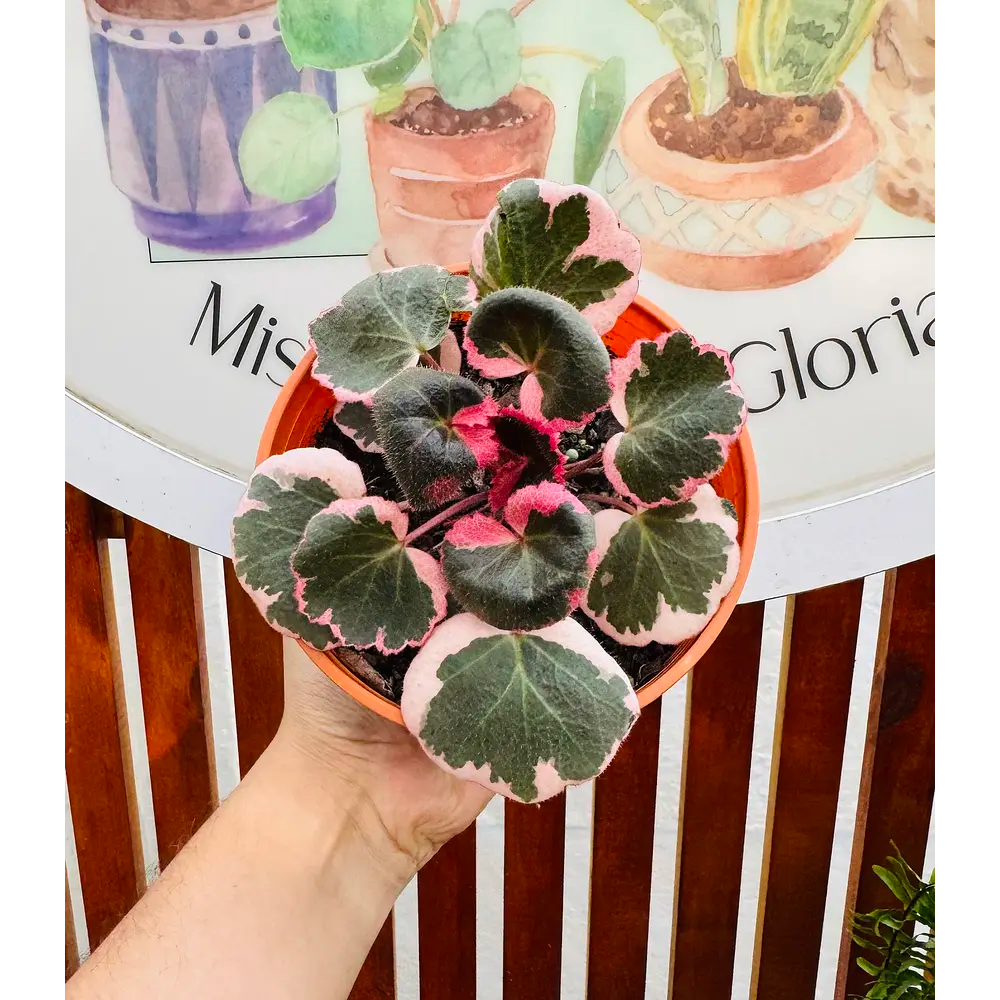 Vivero Mis Tesoros C Gloria