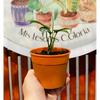 Monstera Siltepecana