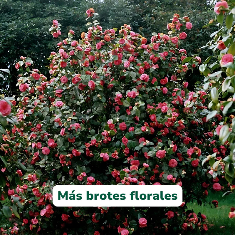 Vivero Mis Tesoros C Gloria