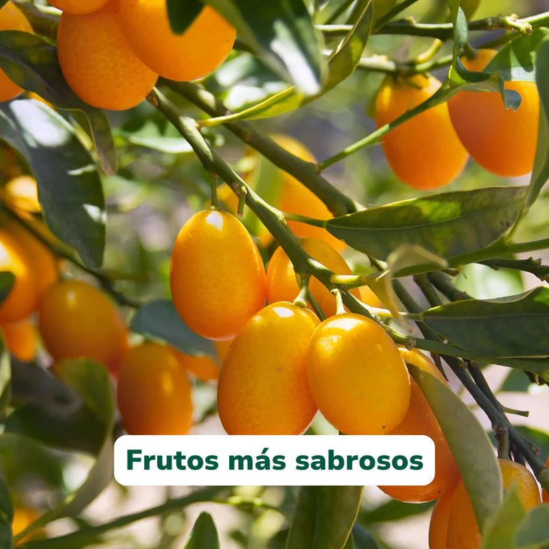 Vivero Mis Tesoros C Gloria