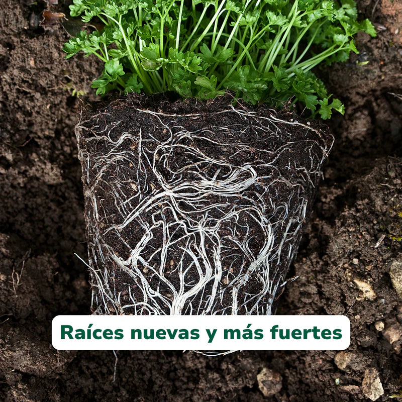 Pack todo Planta Vitali+