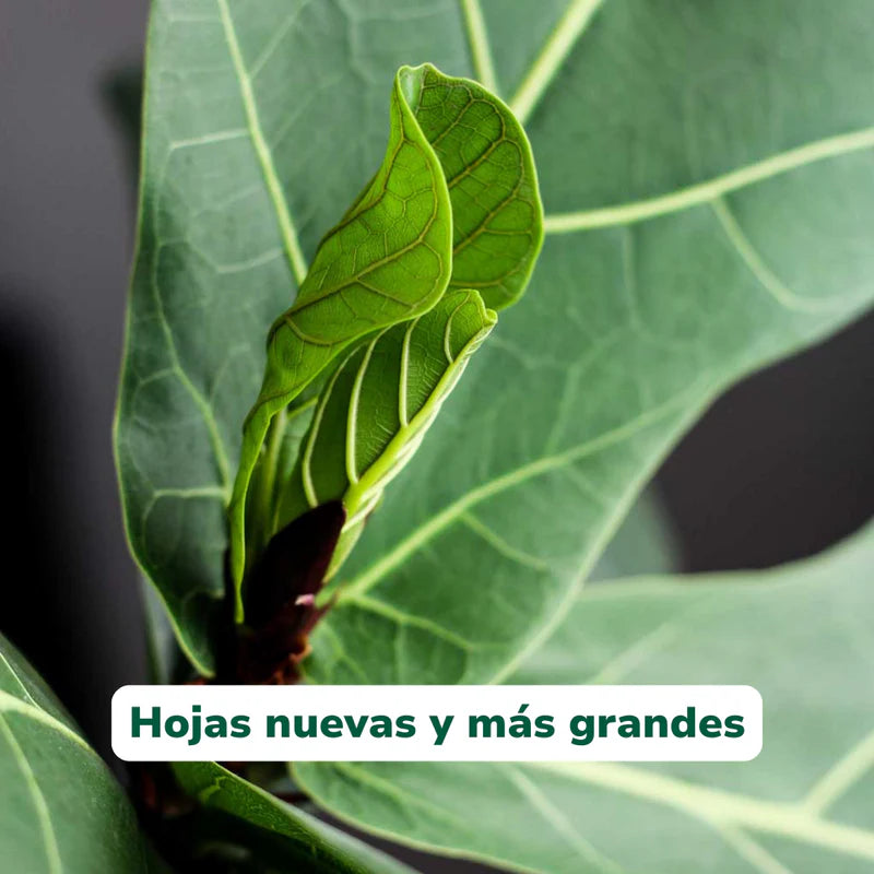 Vivero Mis Tesoros C Gloria