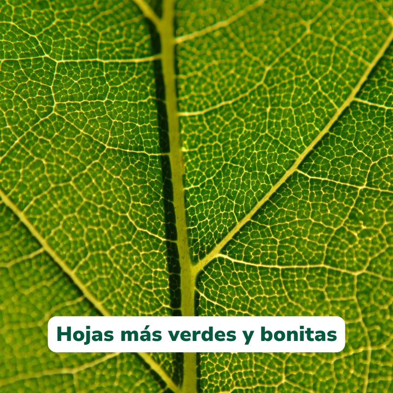 Vivero Mis Tesoros C Gloria