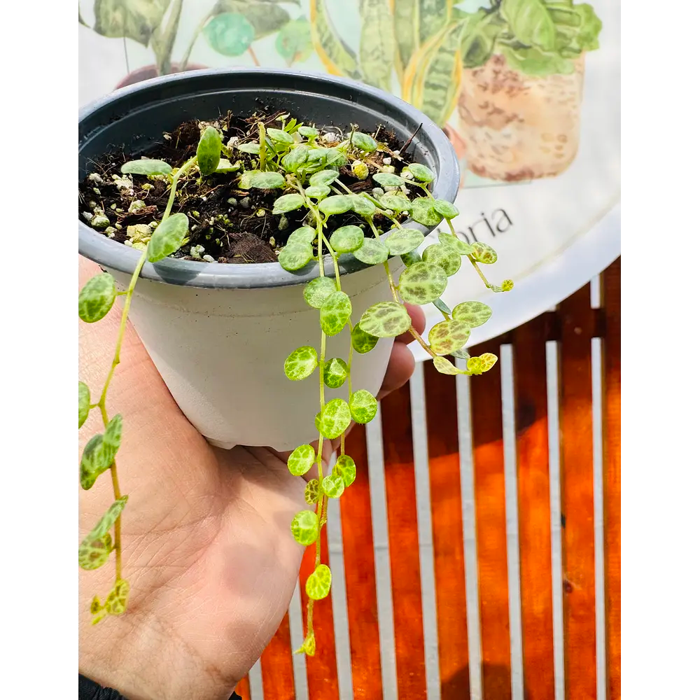 Peperomia Prostrata  (tortuguita)