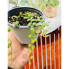 Peperomia Prostrata  (tortuguita)