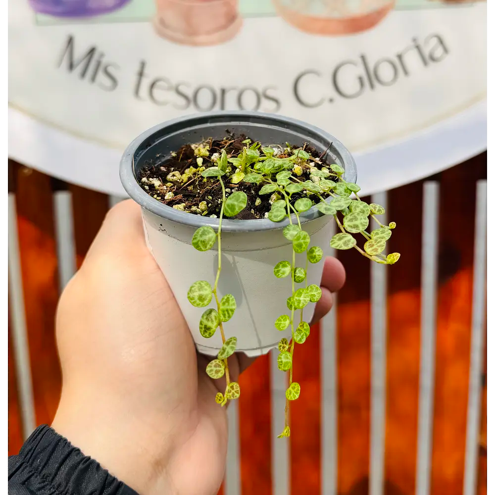 Vivero Mis Tesoros C Gloria