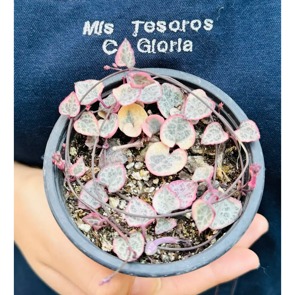 Vivero Mis Tesoros C Gloria