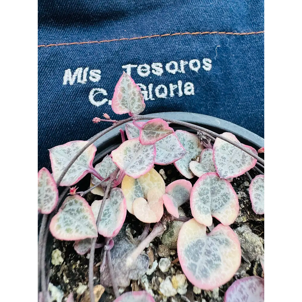Ceropegia Woodi Variegada