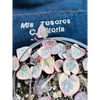 Ceropegia Woodi Variegada