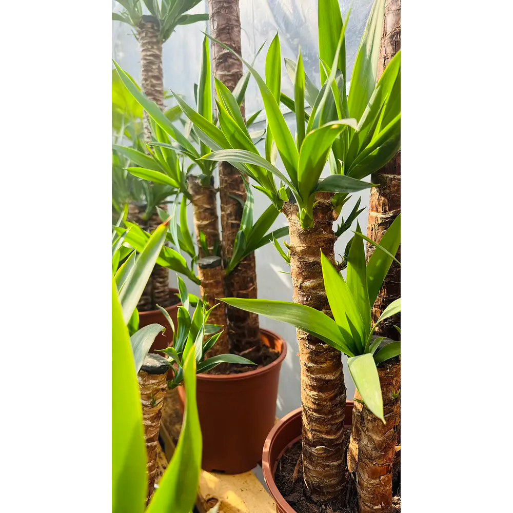 Yucas