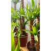 Yucas