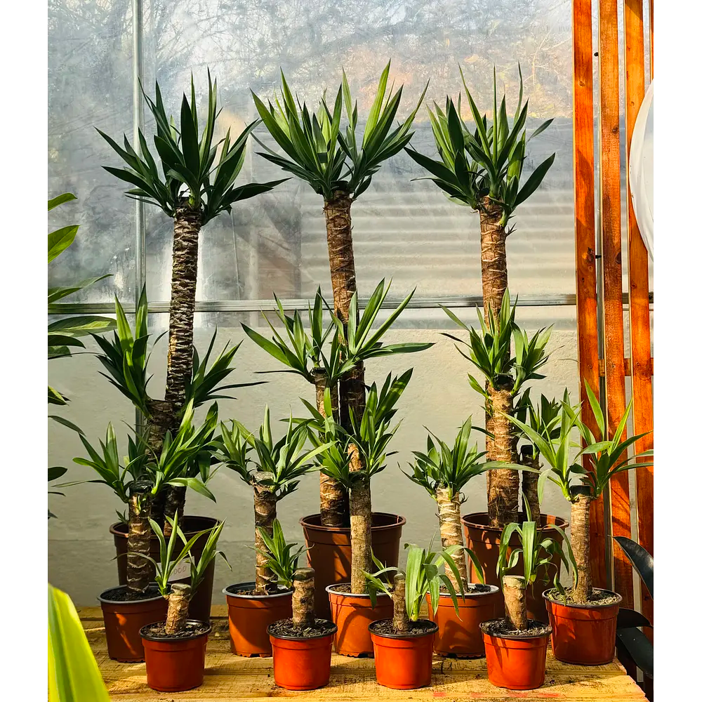Vivero Mis Tesoros C Gloria